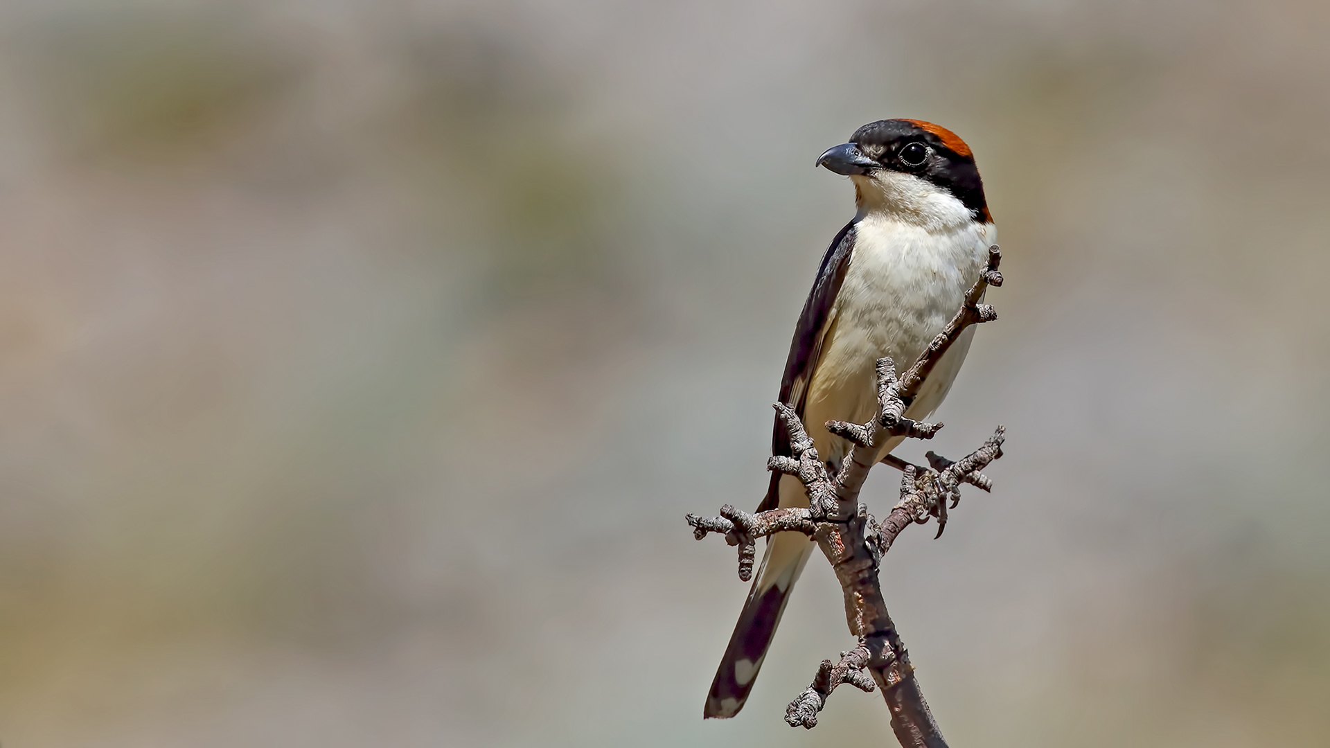Woodchat Shrike — Ana fotoğraf