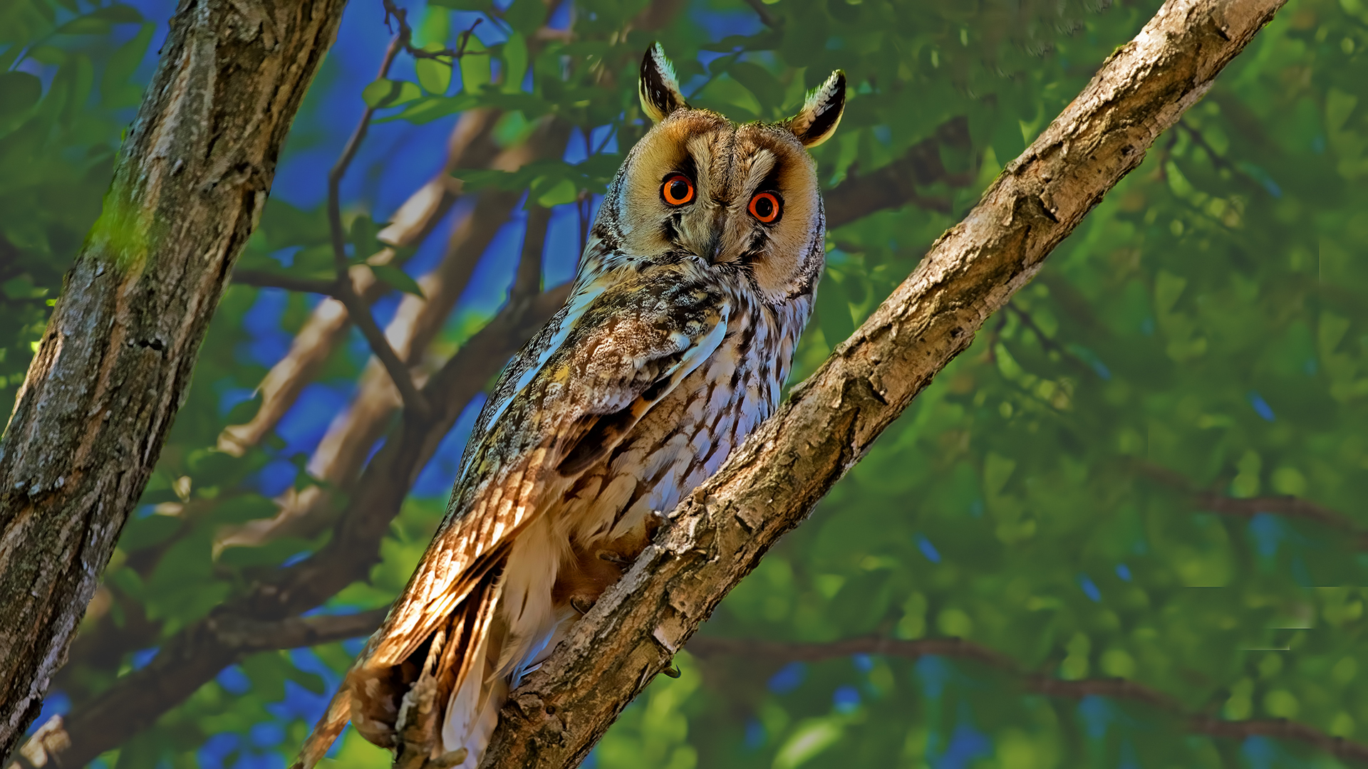 Long-eared Owl