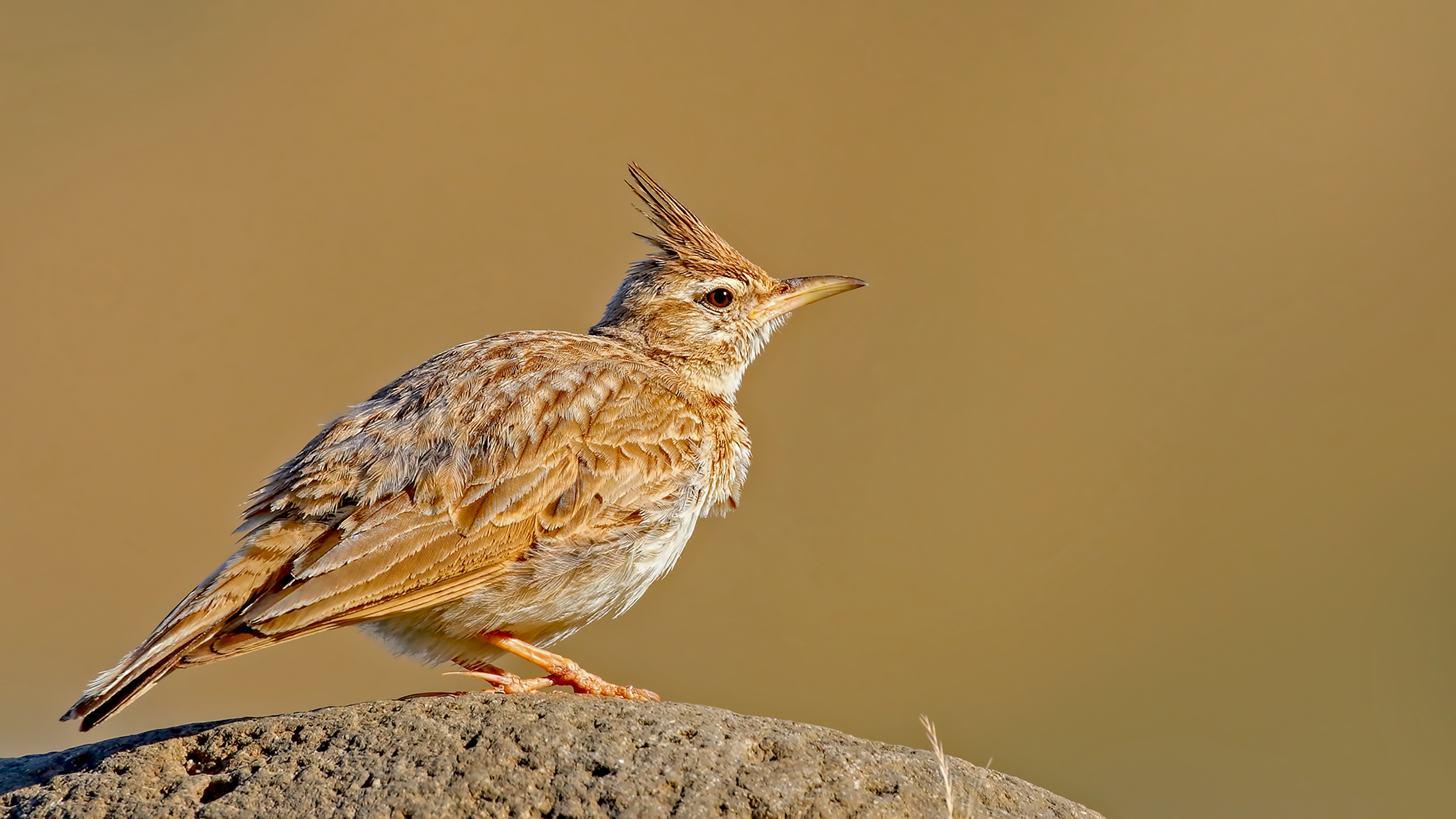 Crested Lark