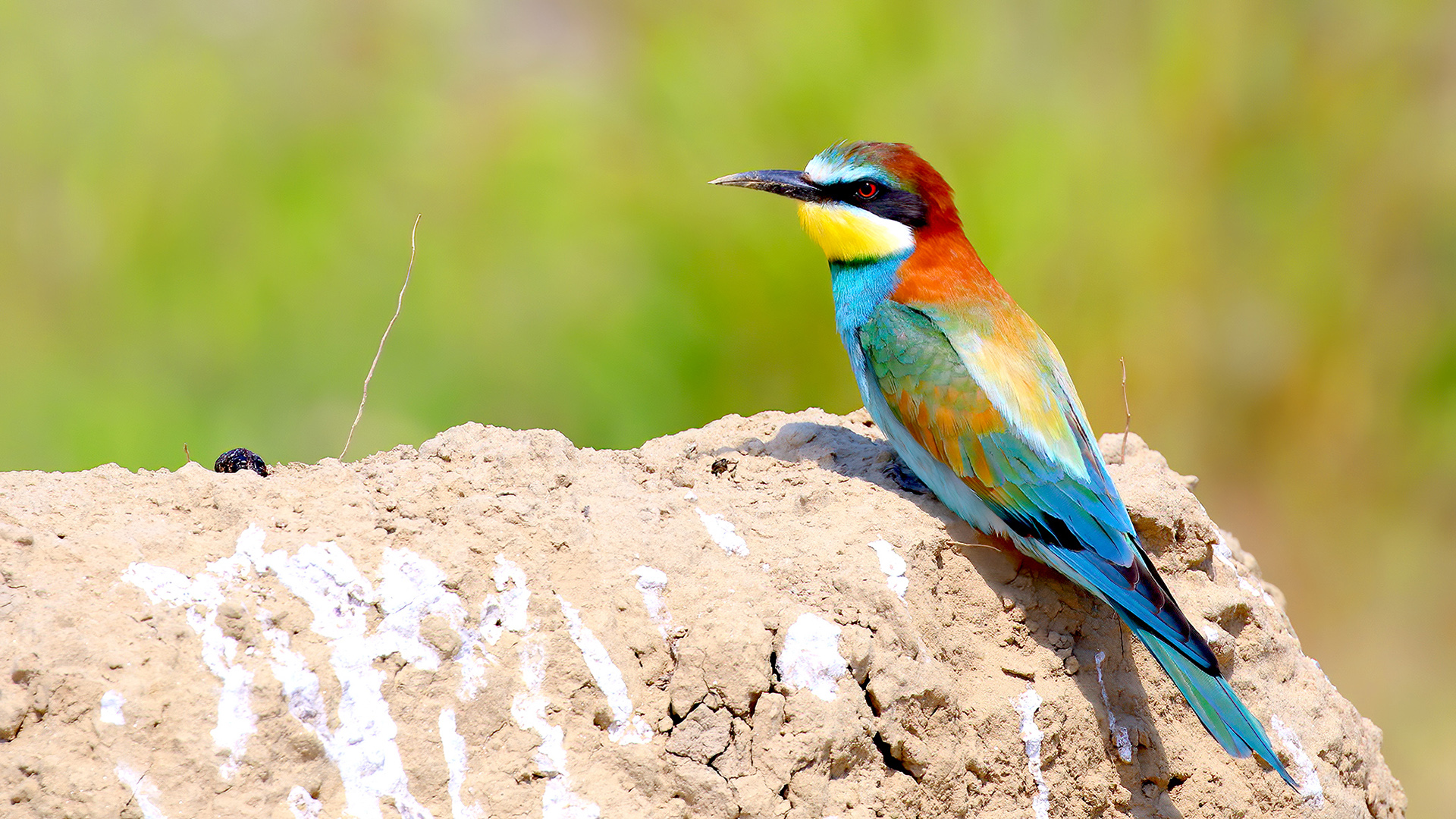 European Bee-eater
