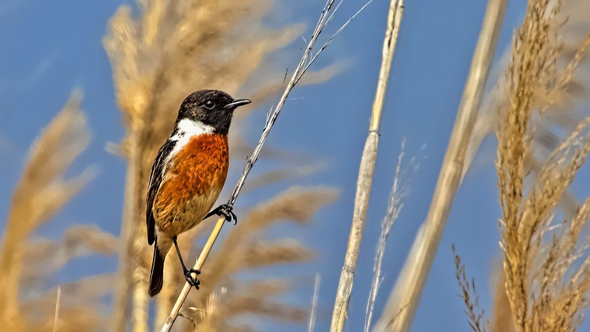 European Stonechat