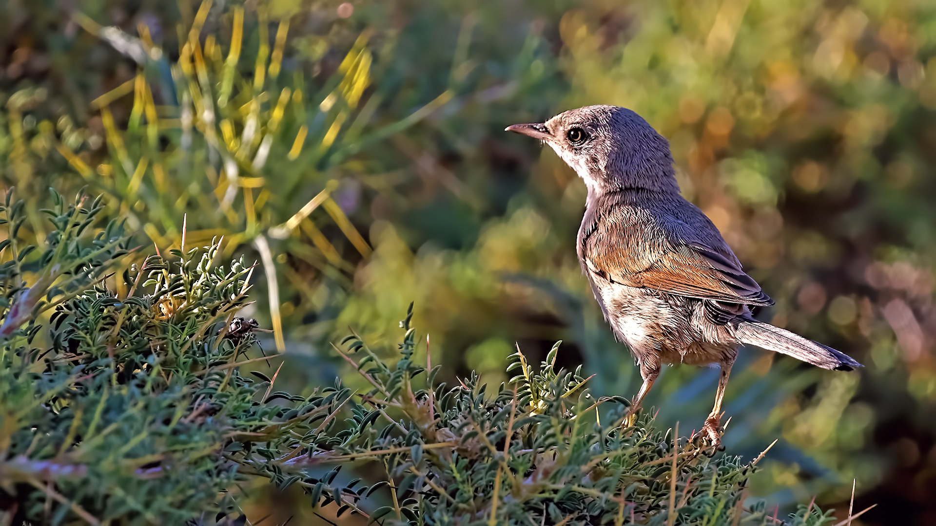 Spectacled Warbler