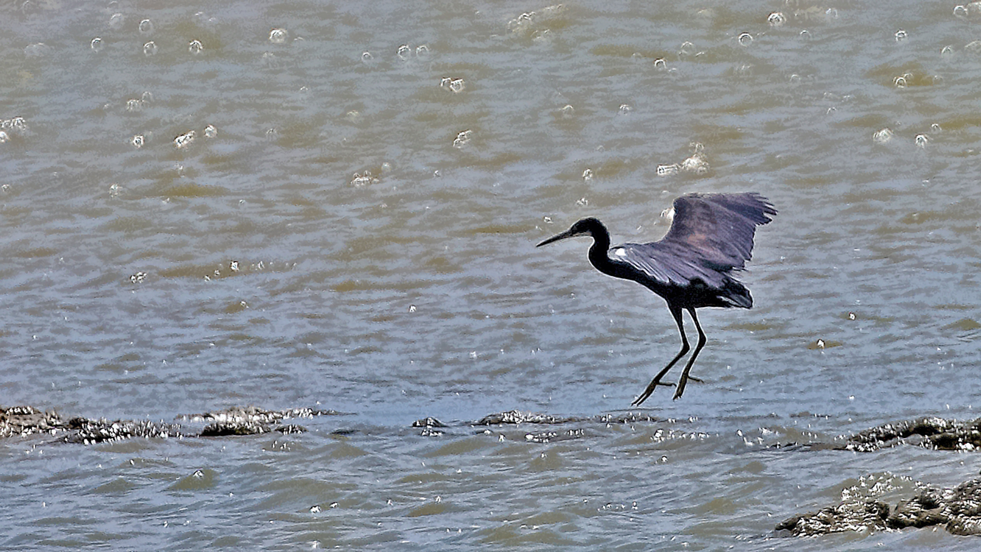 Western Reef-Heron