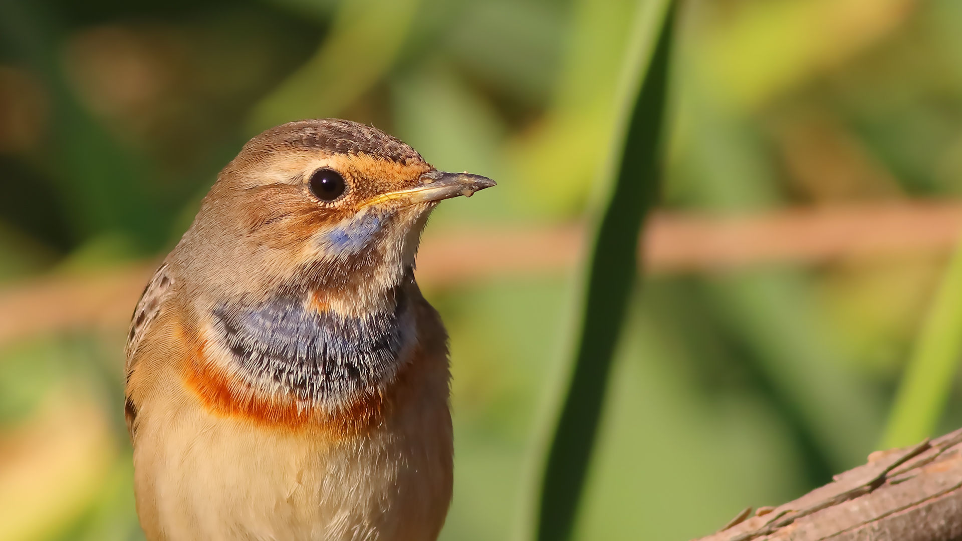 Bluethroat