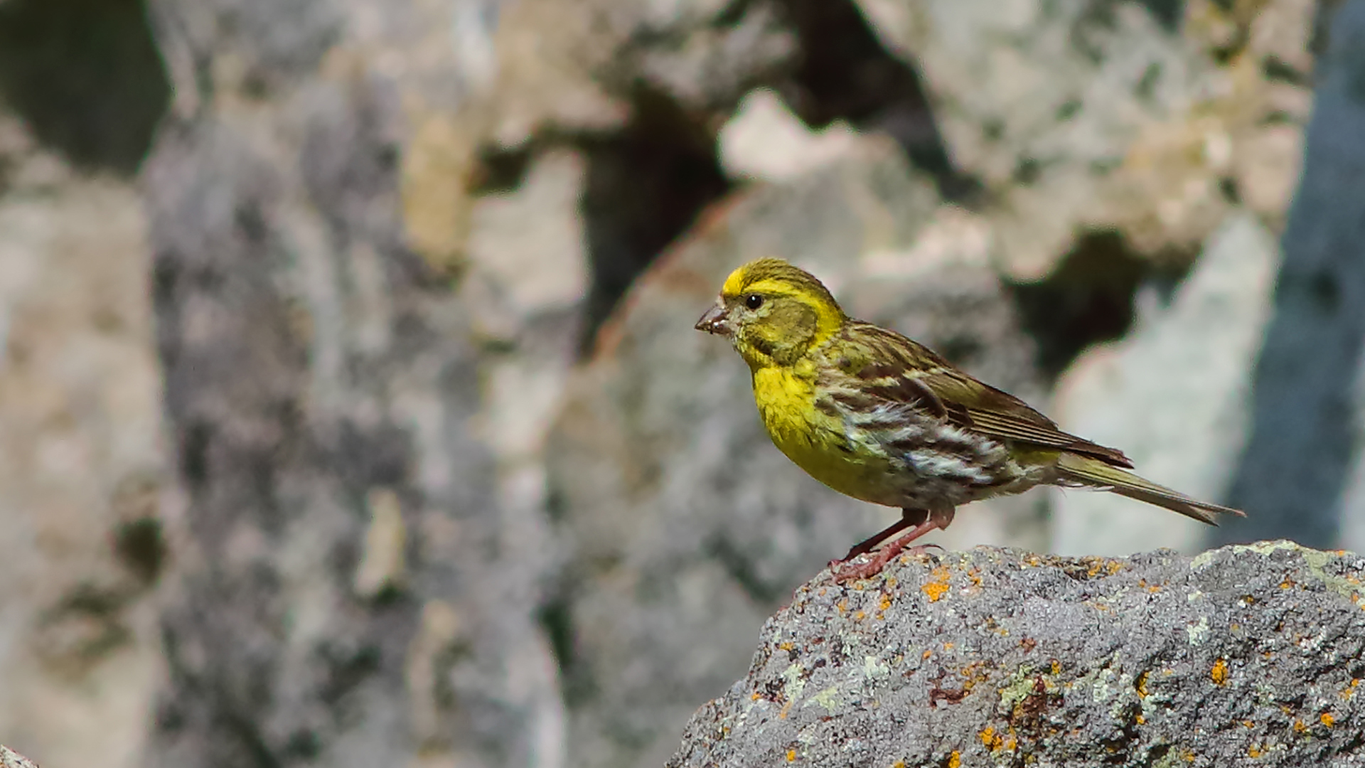 European Serin