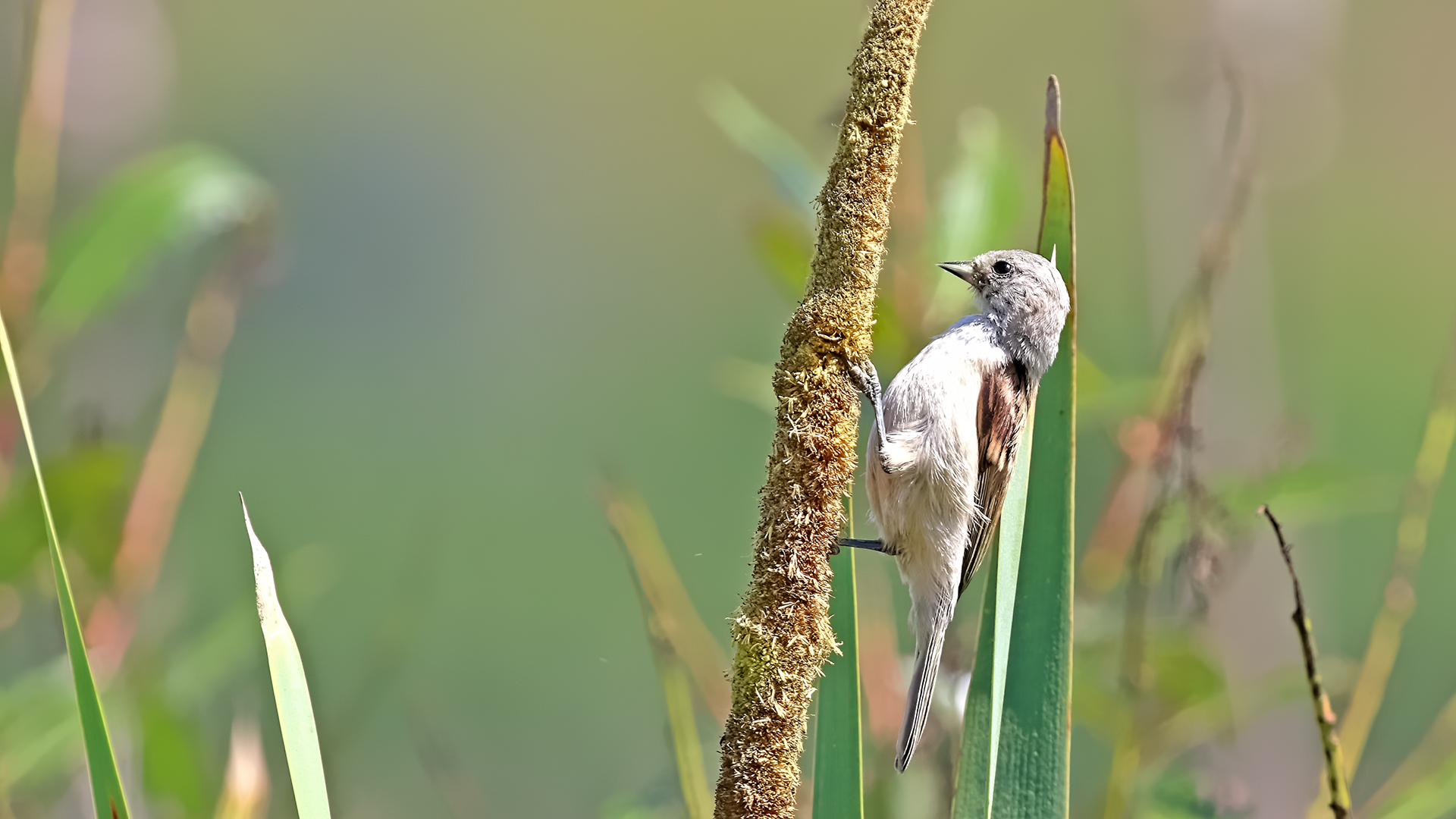 Eurasian Penduline-Tit