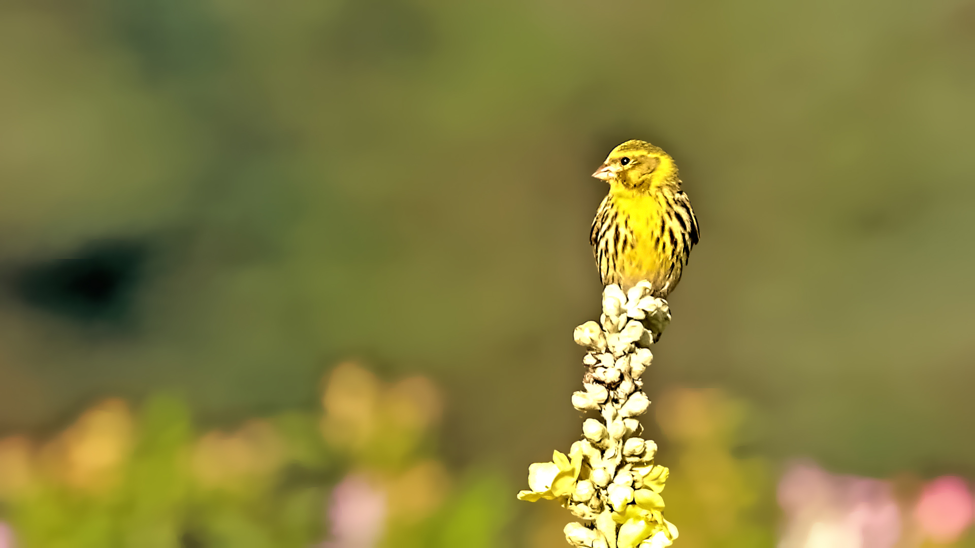 European Serin