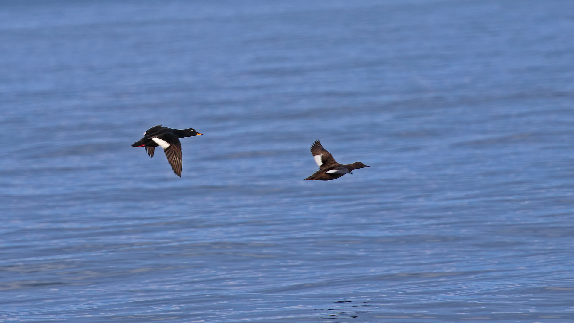 Velvet Scoter
