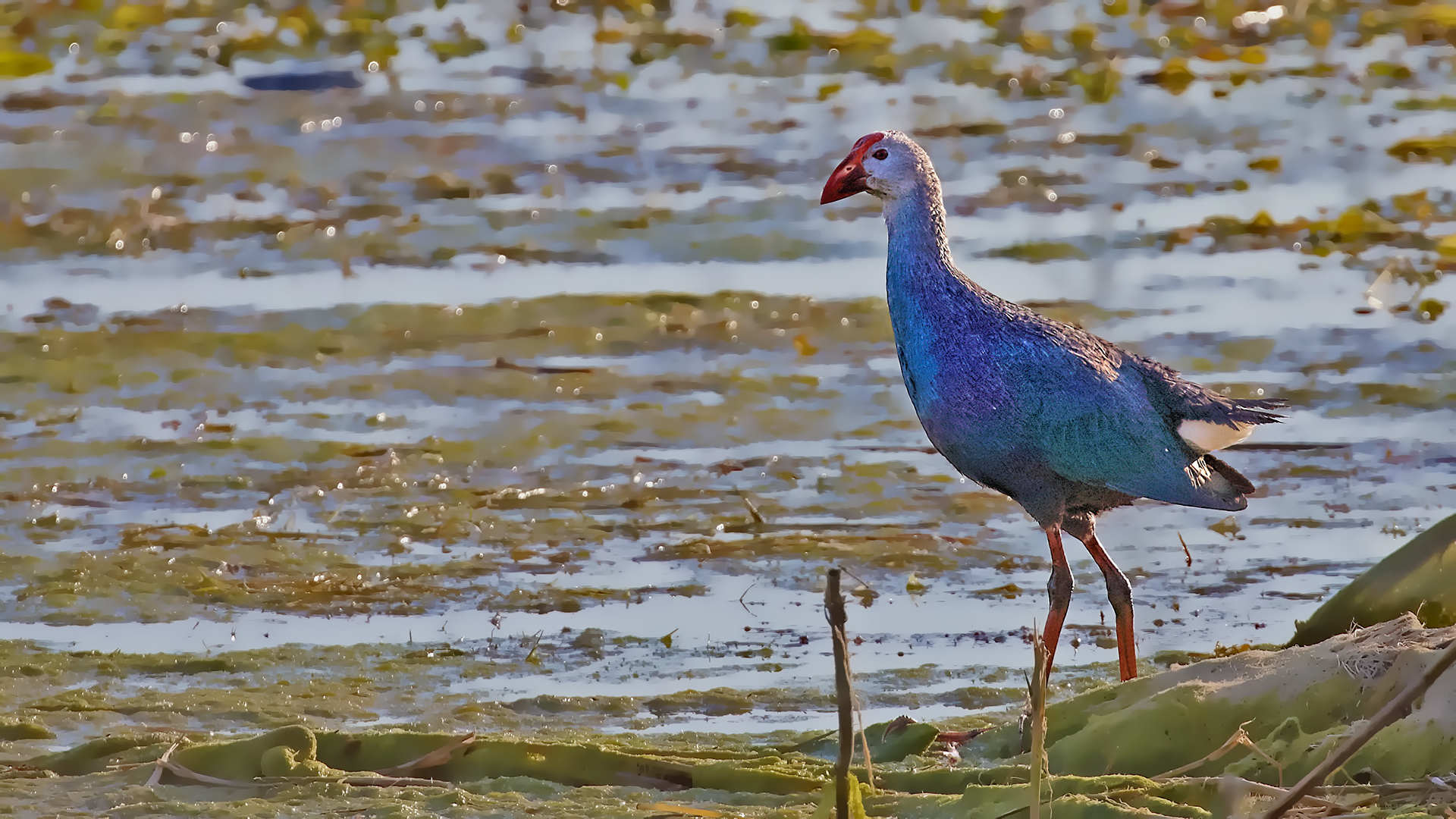 Western Swamphen