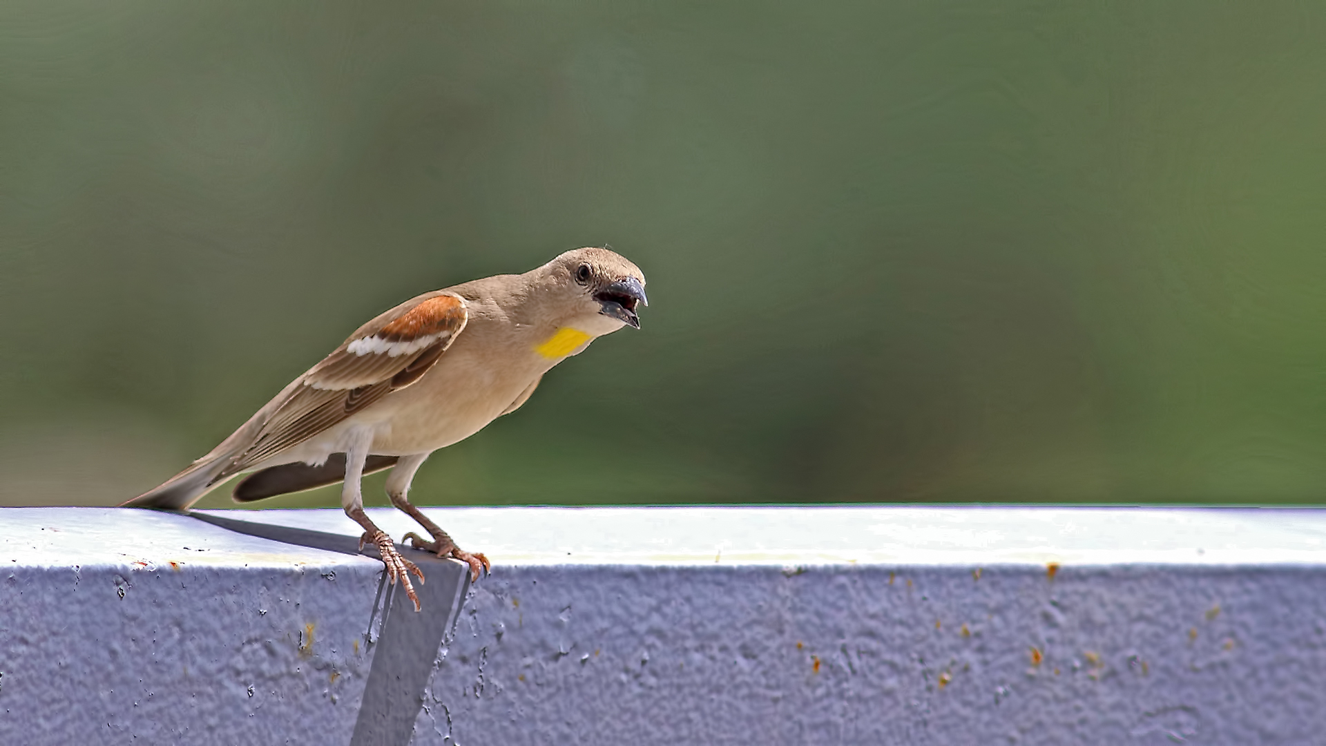Yellow-throated Sparrow