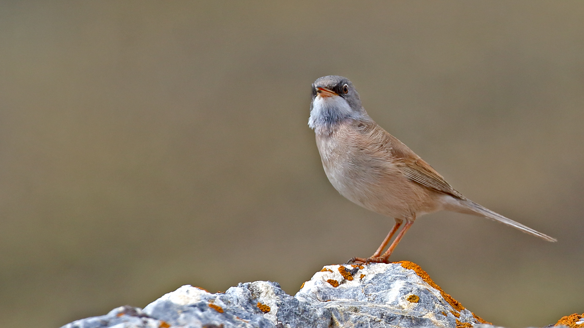 Spectacled Warbler