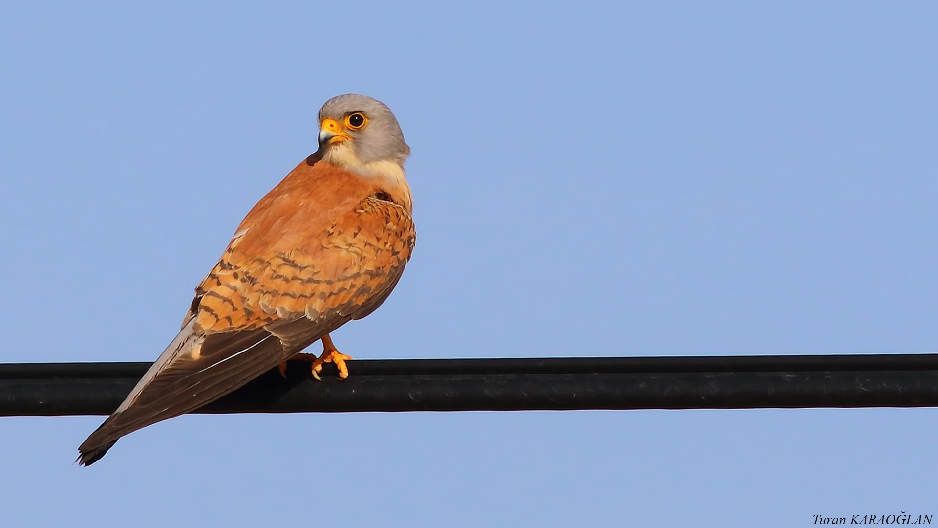 Lesser Kestrel