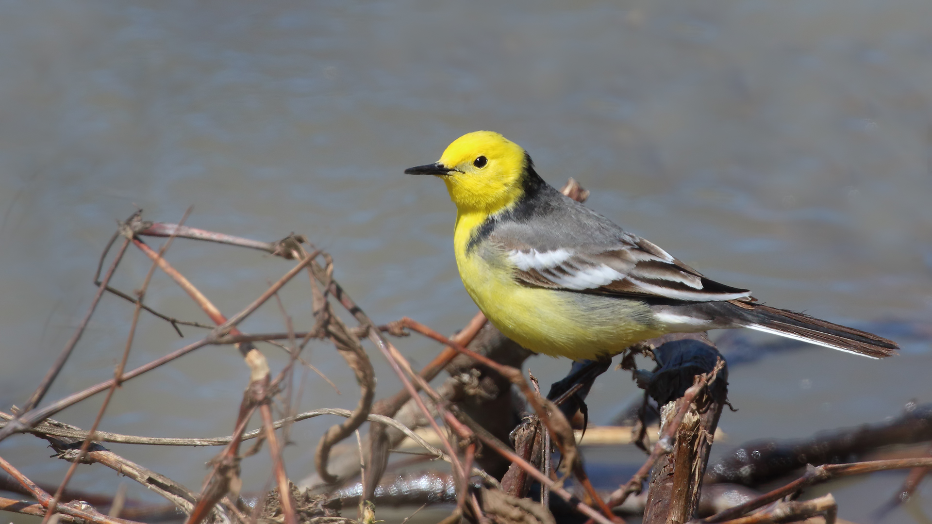 Citrine Wagtail — Ana fotoğraf
