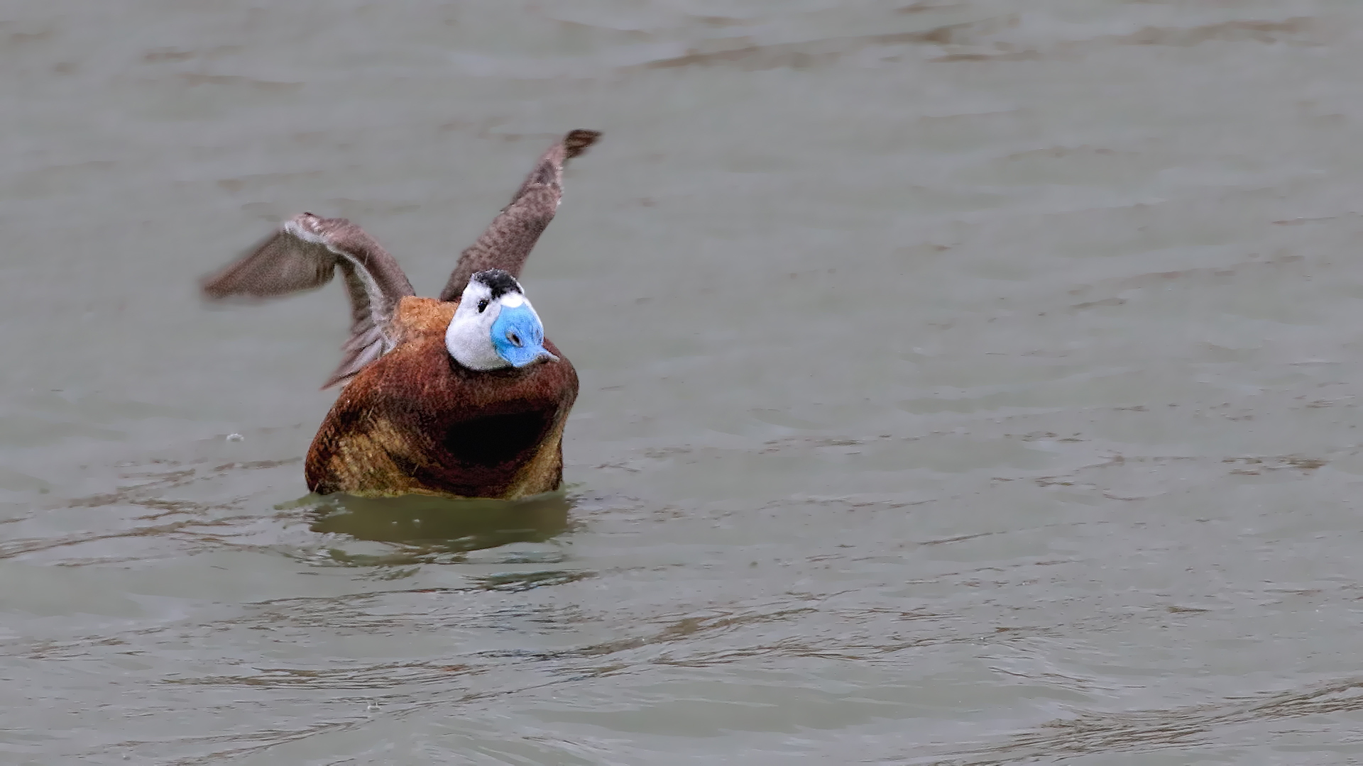 White-headed Duck