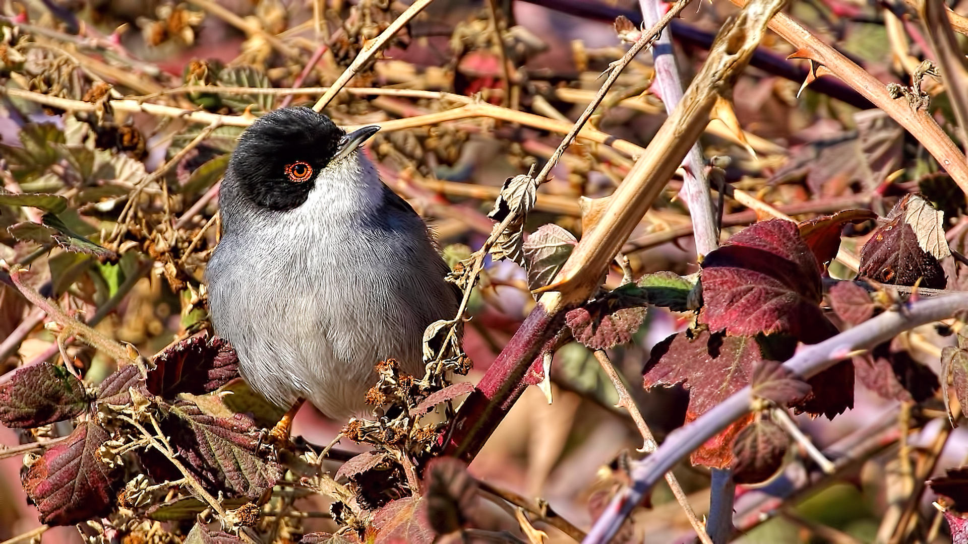 Sardinian Warbler