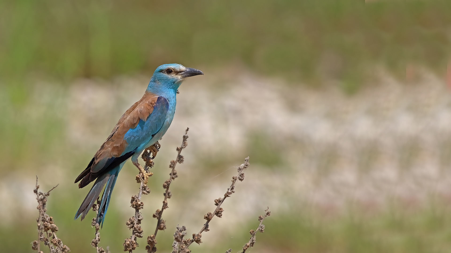 European Roller — Ana fotoğraf