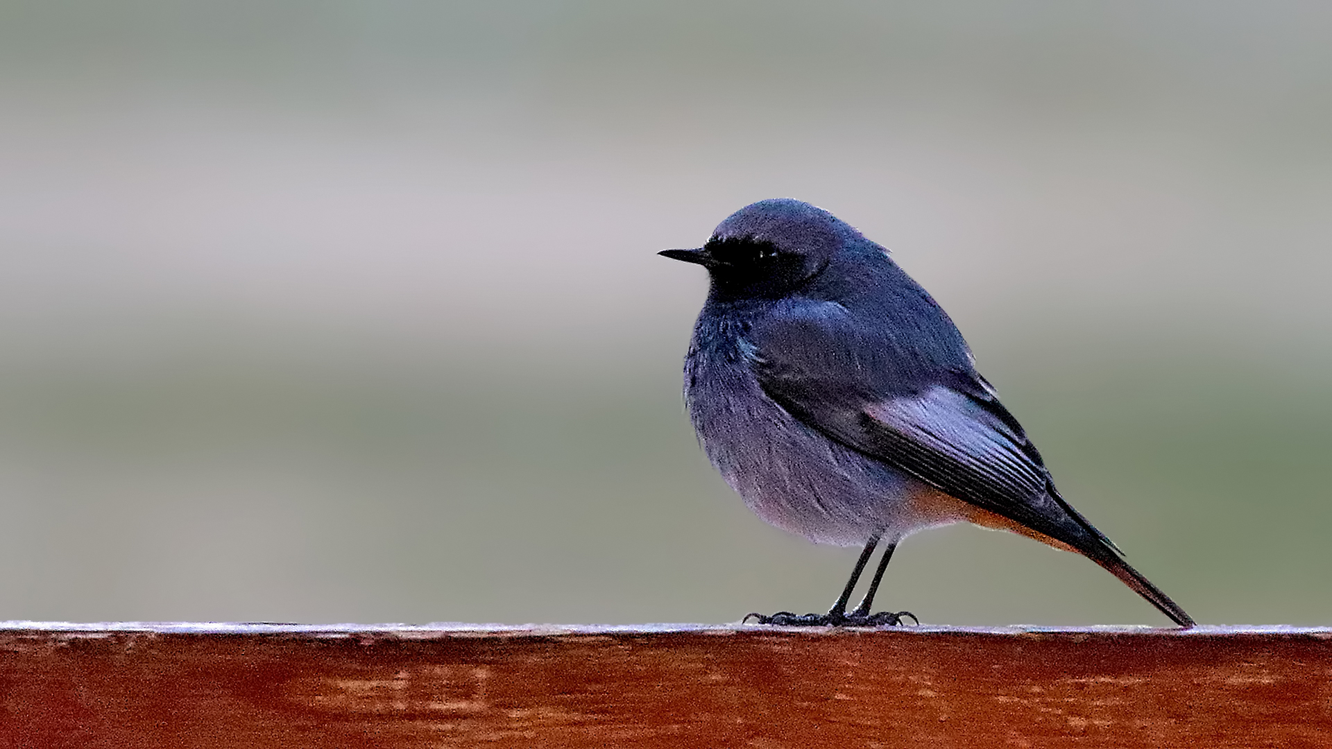 Black Redstart
