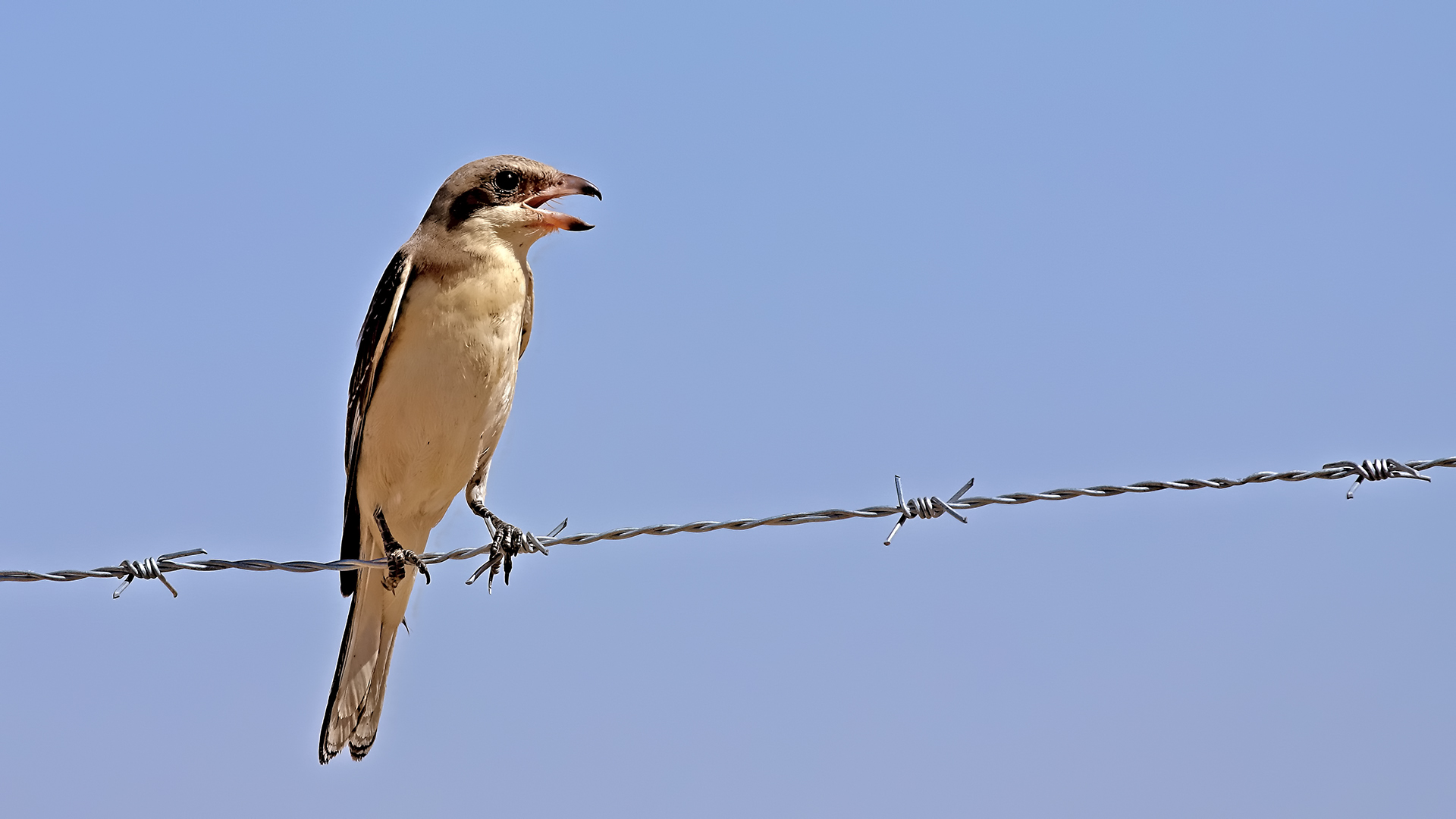 Lesser Gray Shrike