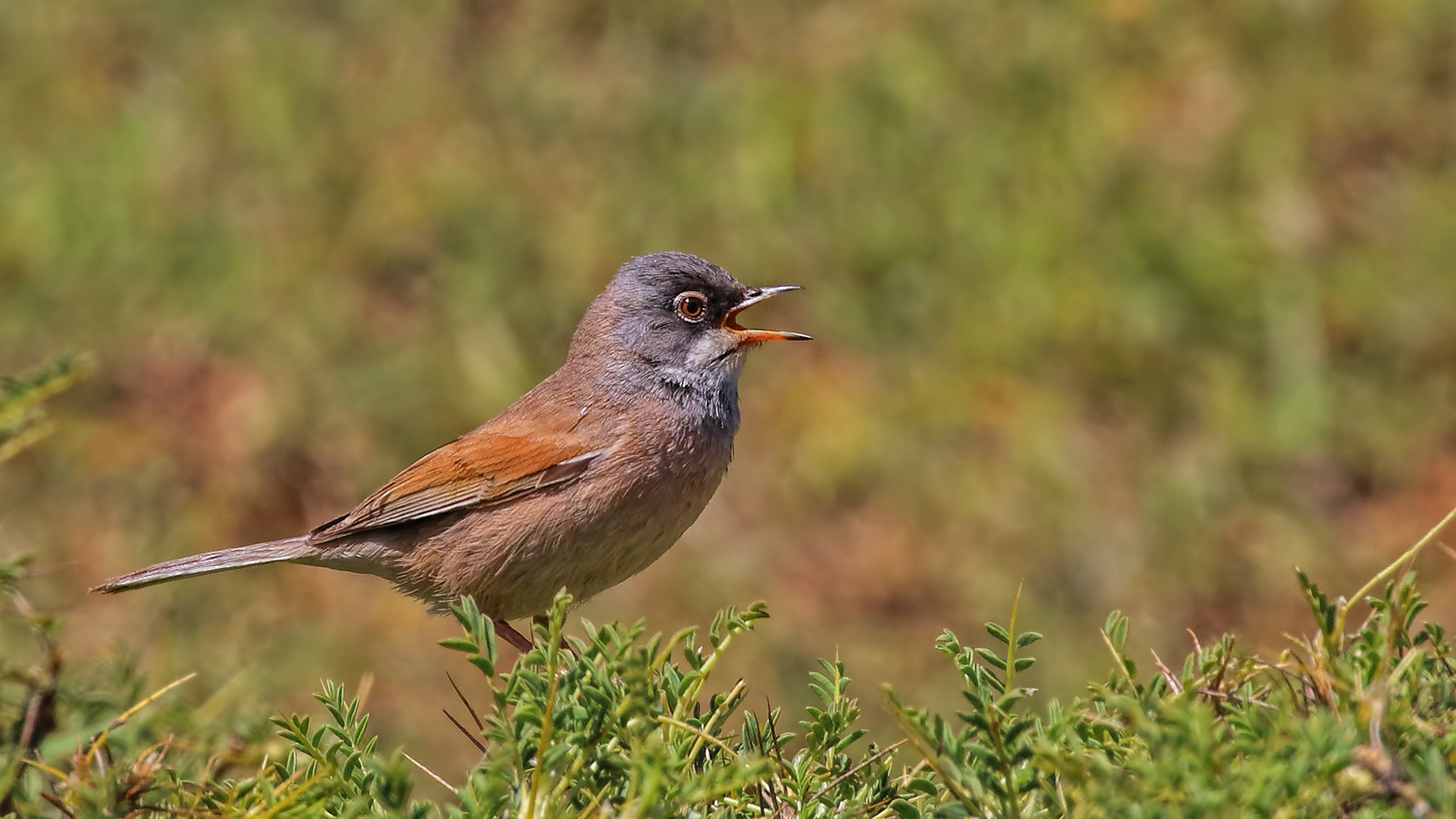 Spectacled Warbler