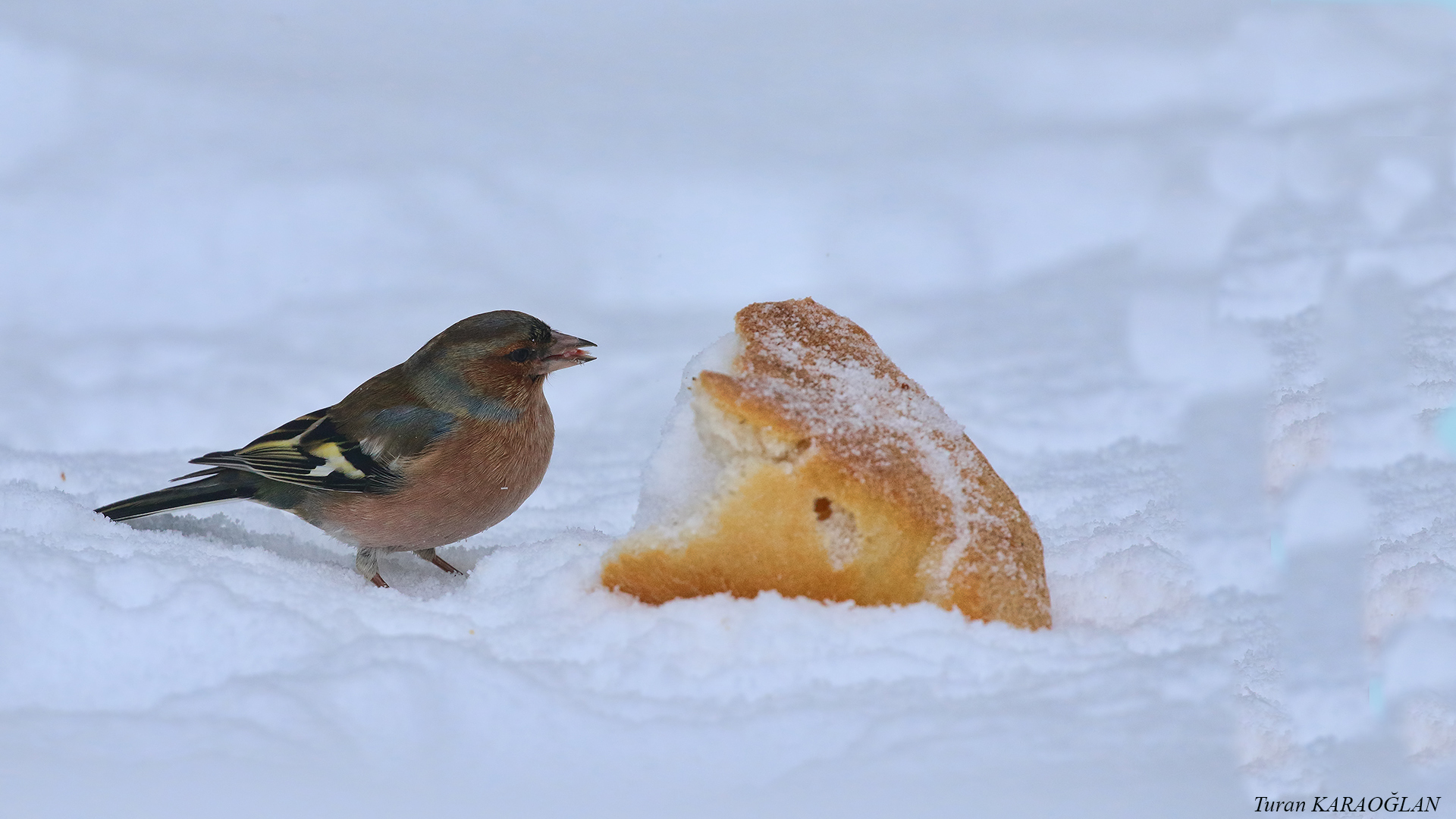 Common Chaffinch
