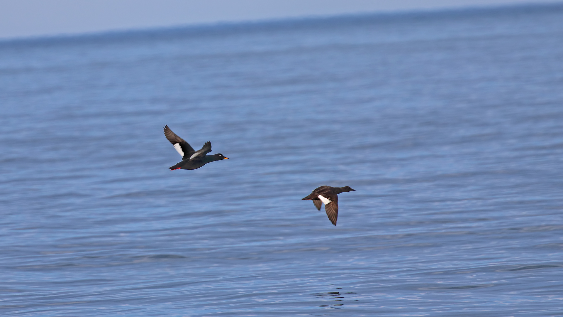 Velvet Scoter