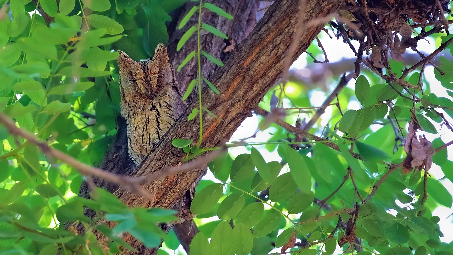 Pallid Scops-Owl