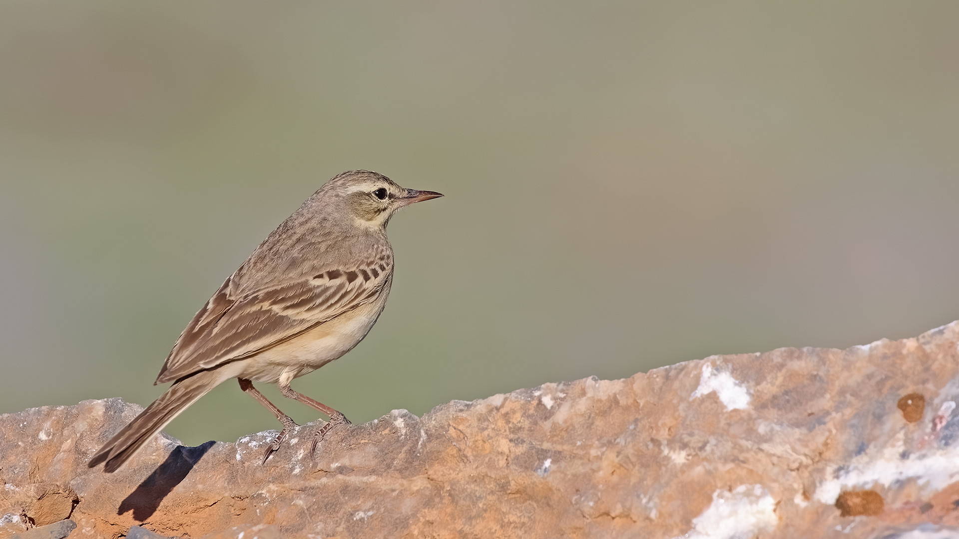 Tawny Pipit — Ana fotoğraf