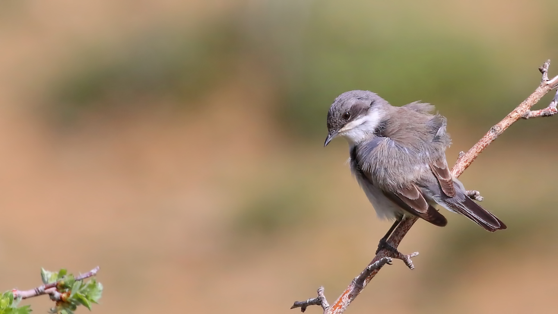 Lesser Whitethroat