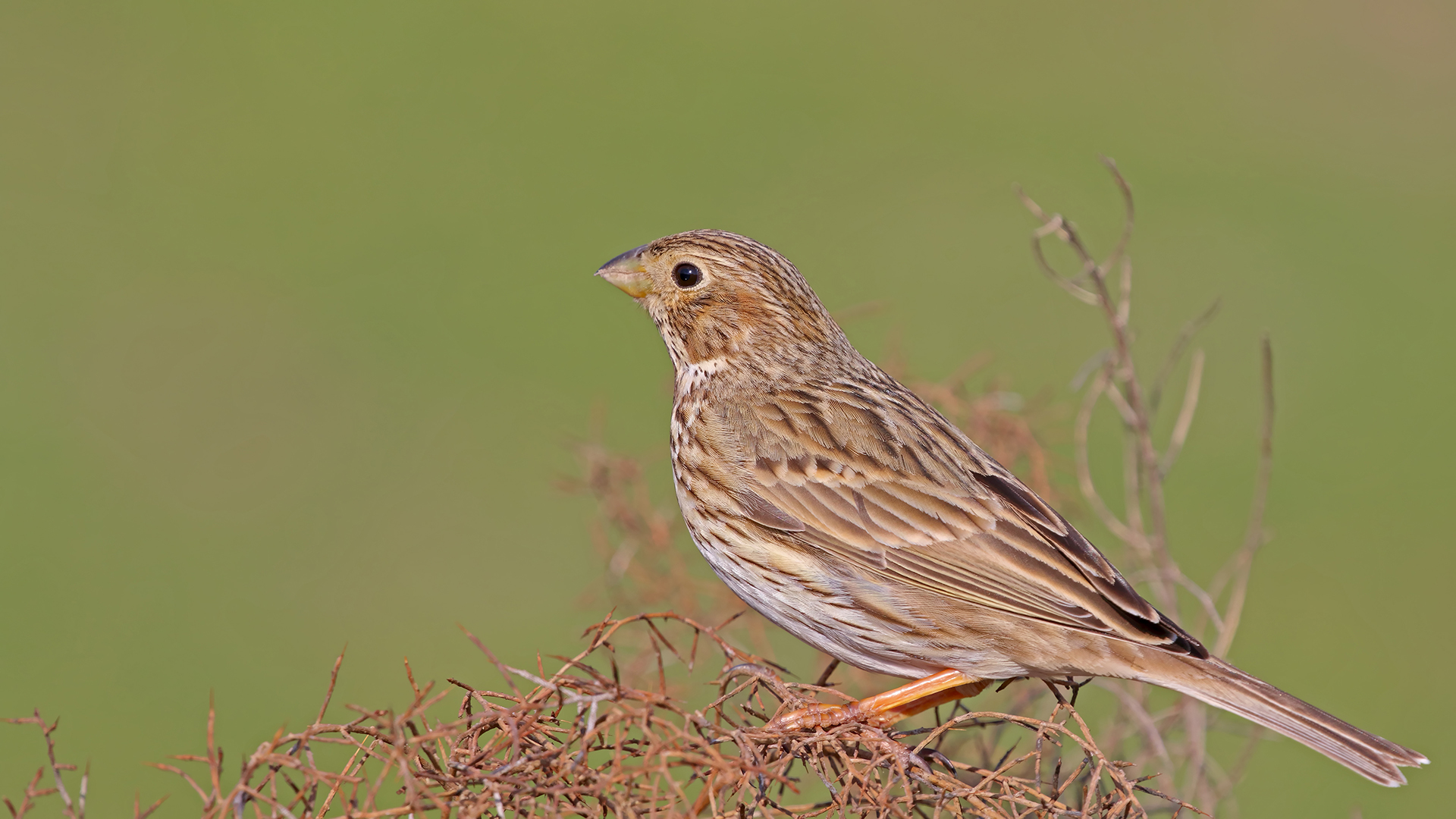 Corn Bunting