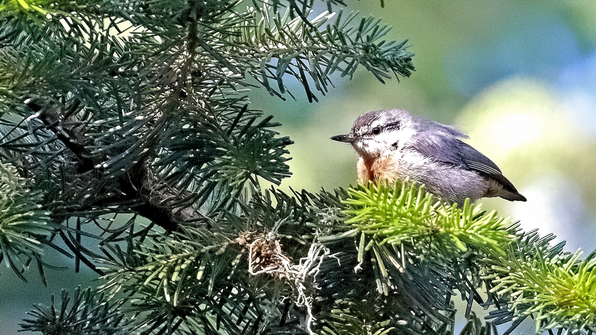 Krüper's Nuthatch