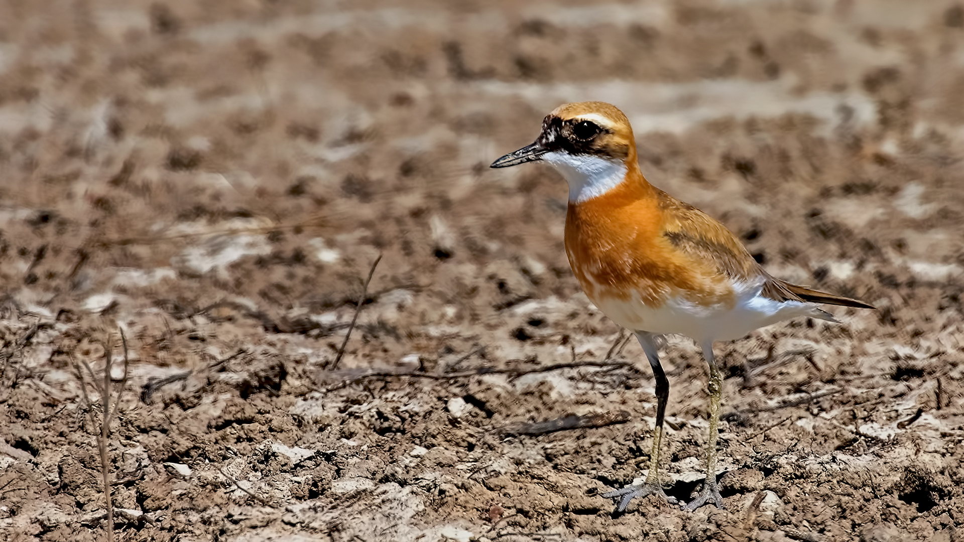 Greater Sand-Plover