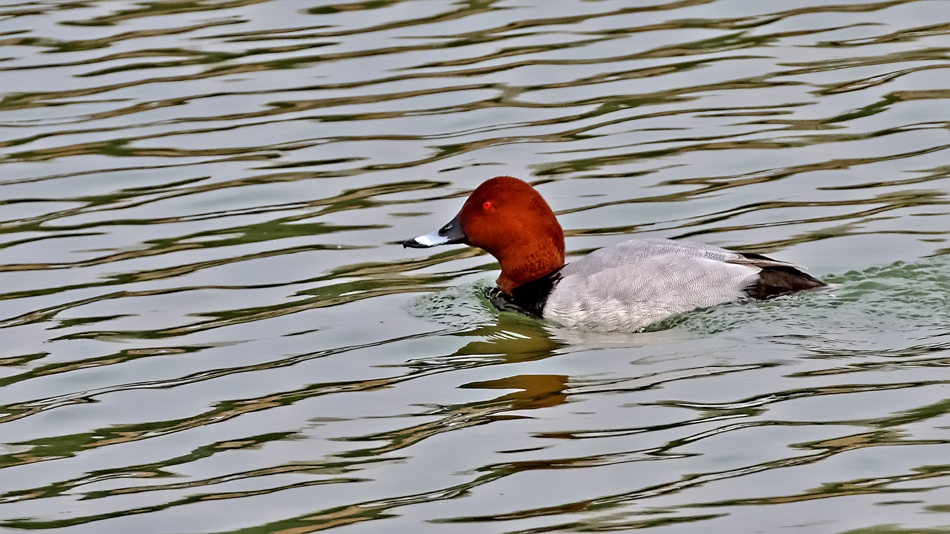Common Pochard