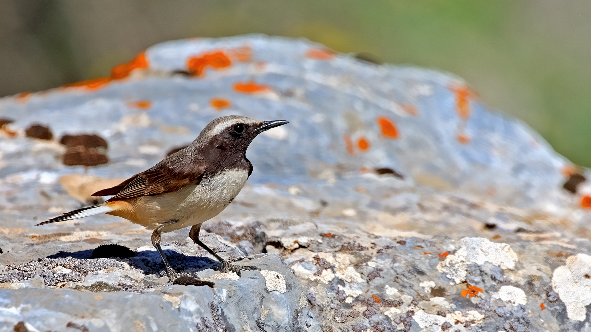 Kurdish Wheatear