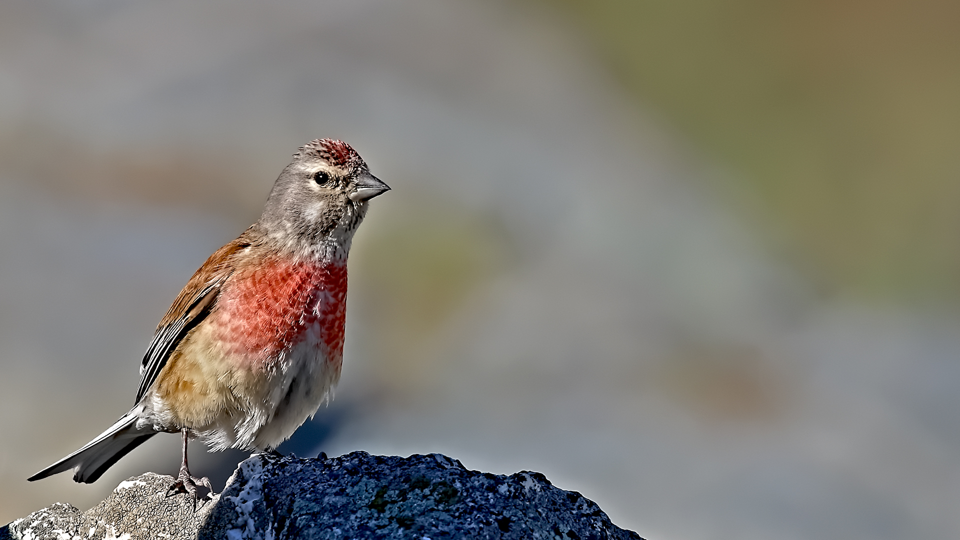 Eurasian Linnet — Ana fotoğraf