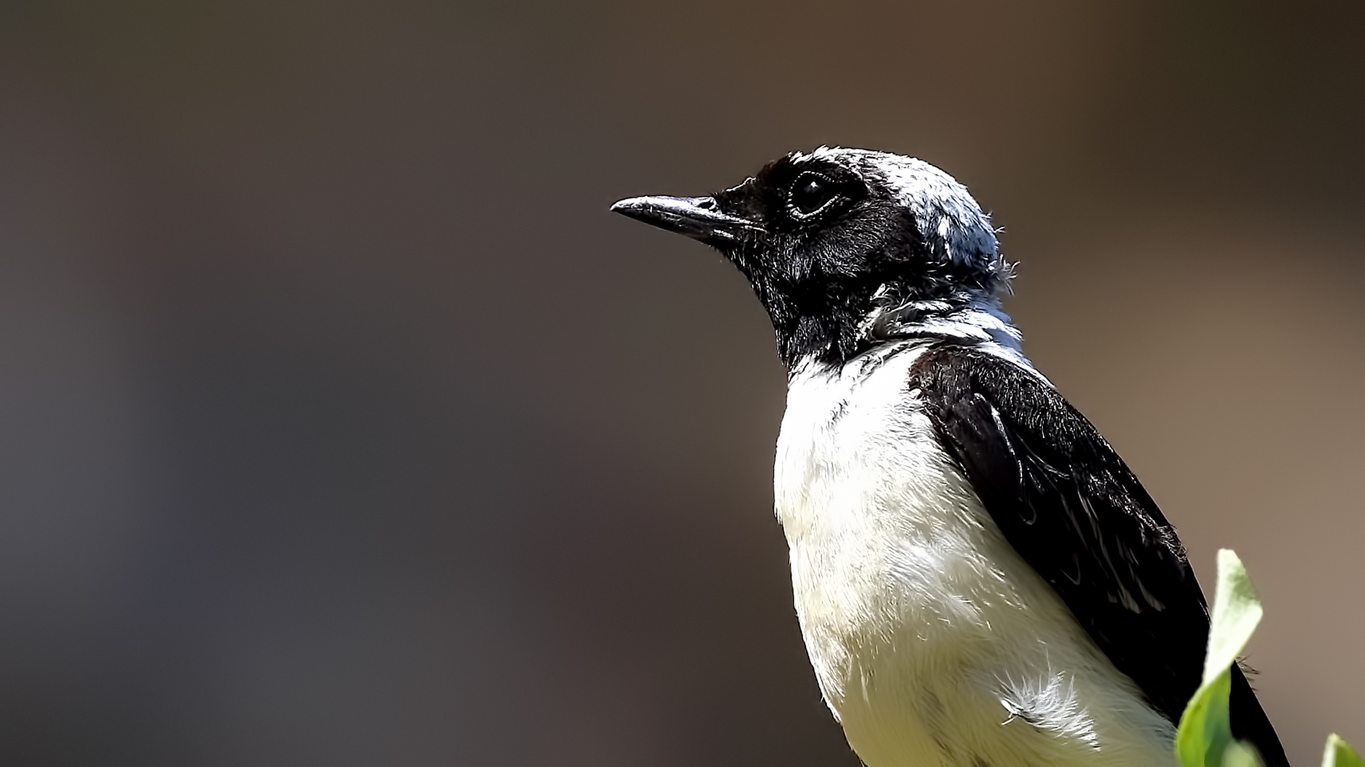 Black-eared Wheatear — Ana fotoğraf