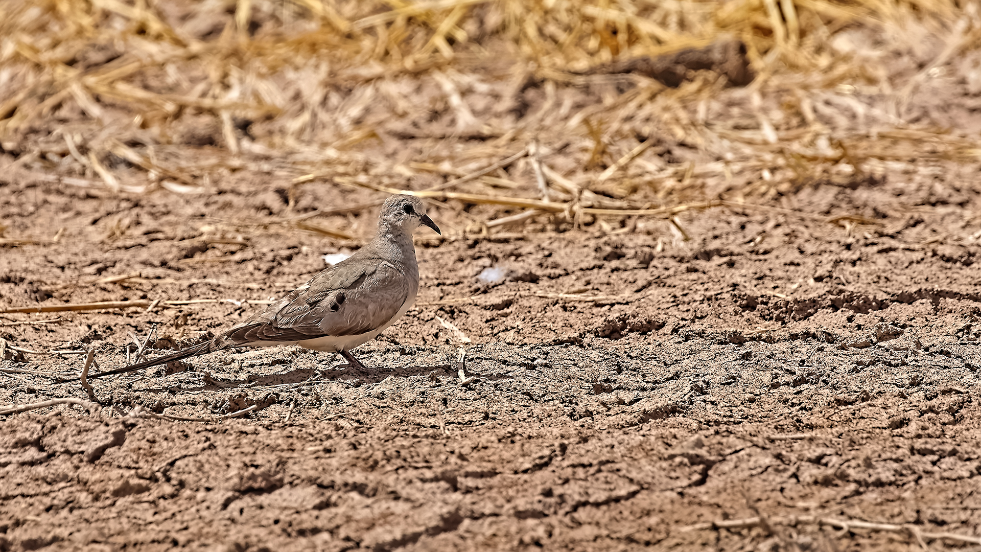 Namaqua Dove