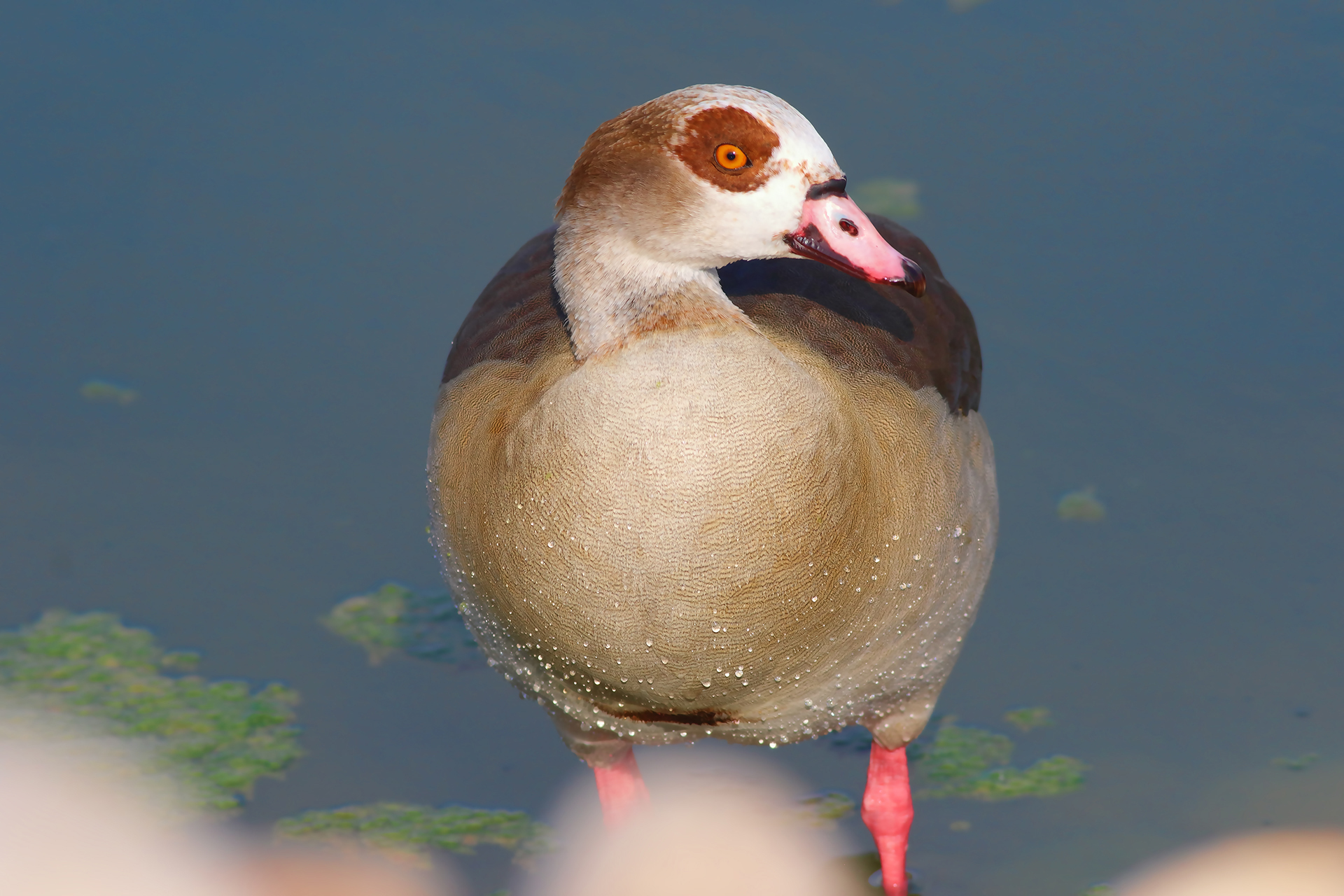 Egyptian Goose