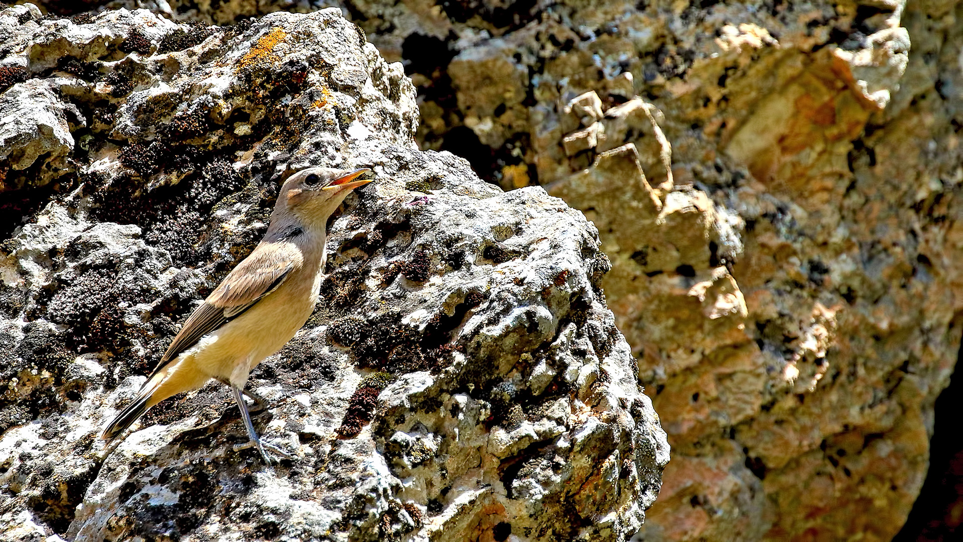 Kurdish Wheatear