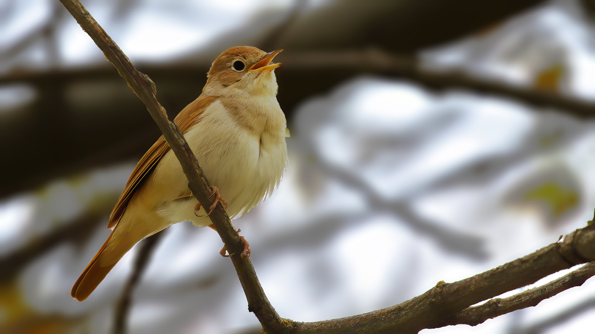 Common Nightingale — Ana fotoğraf