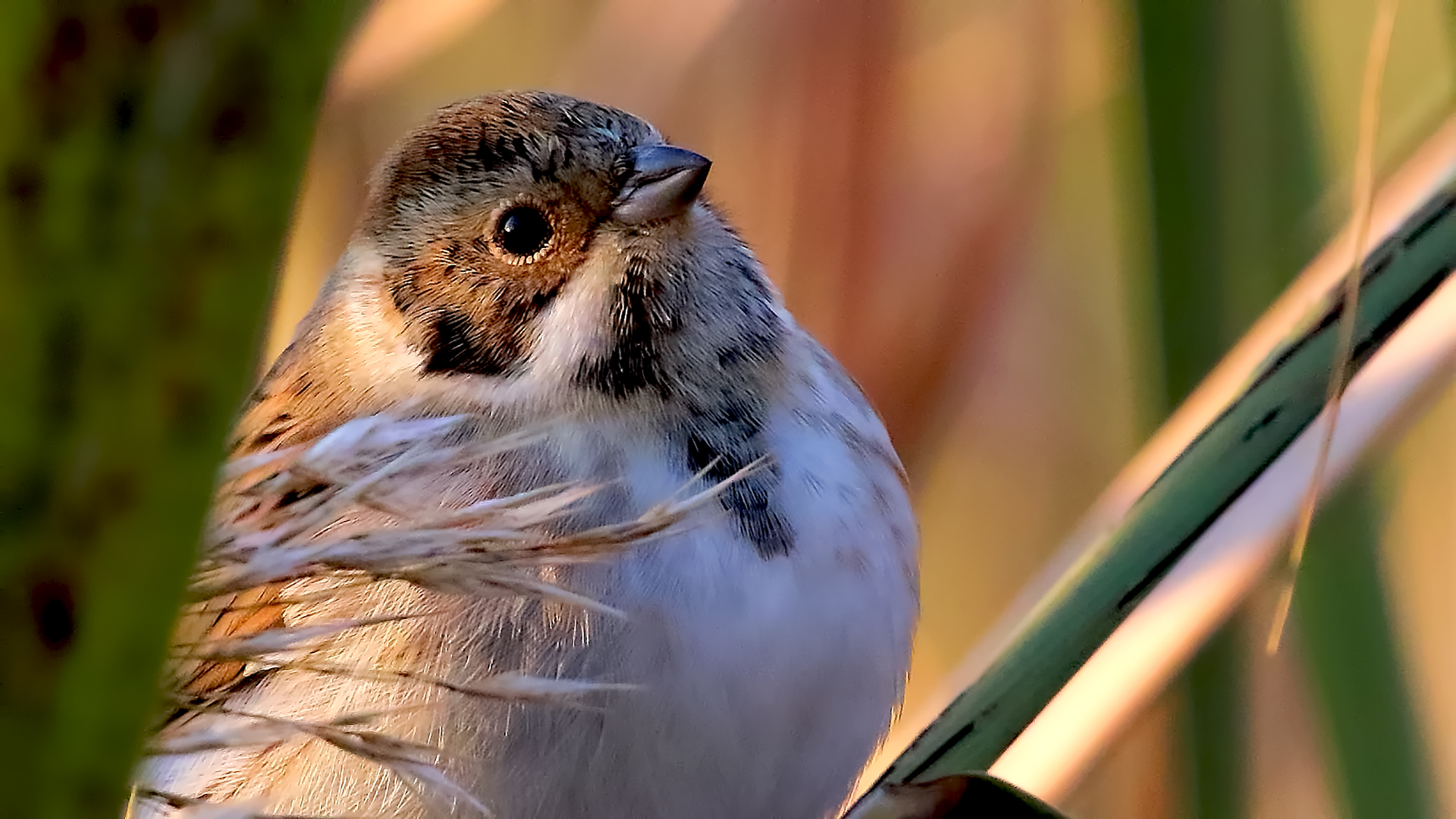 Reed Bunting