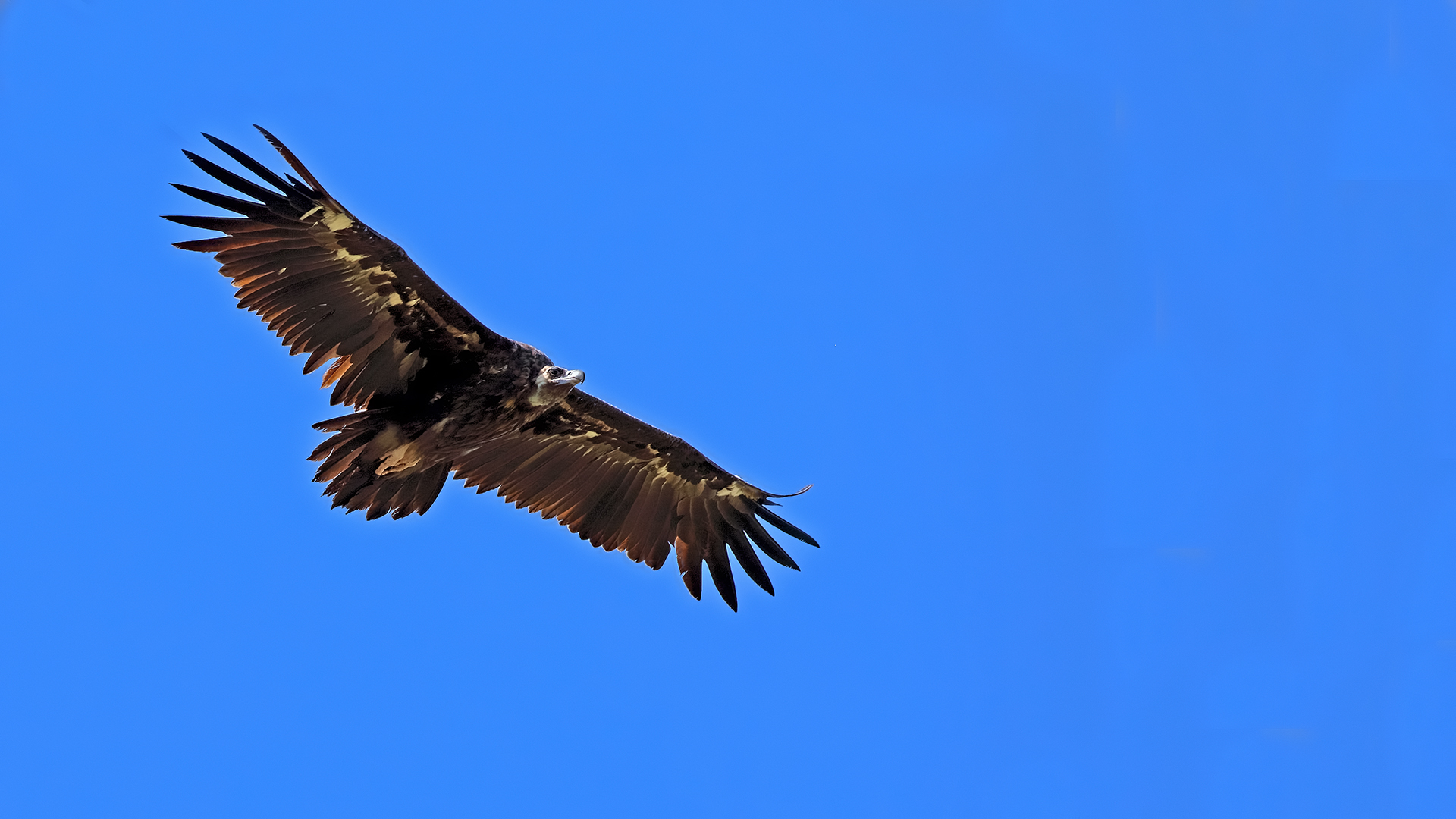 Cinereous Vulture