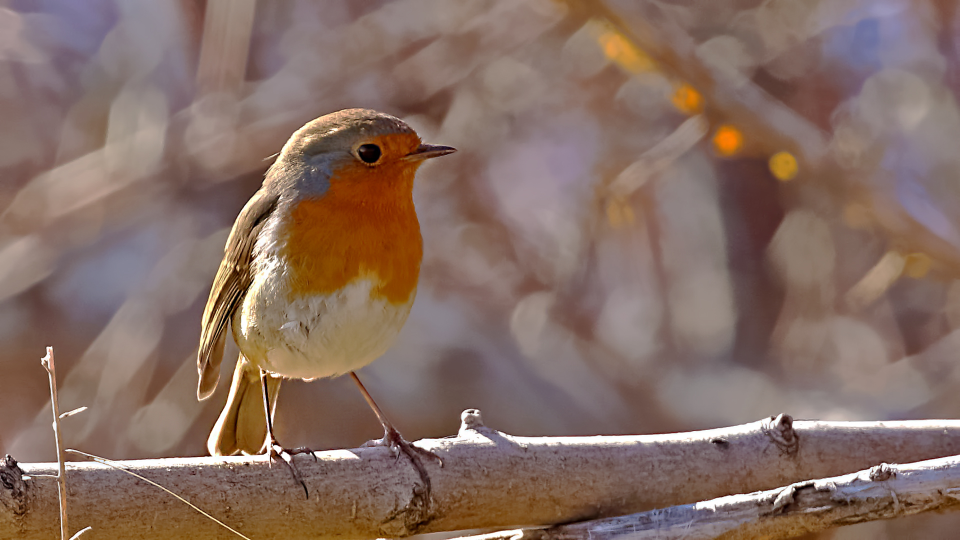 European Robin