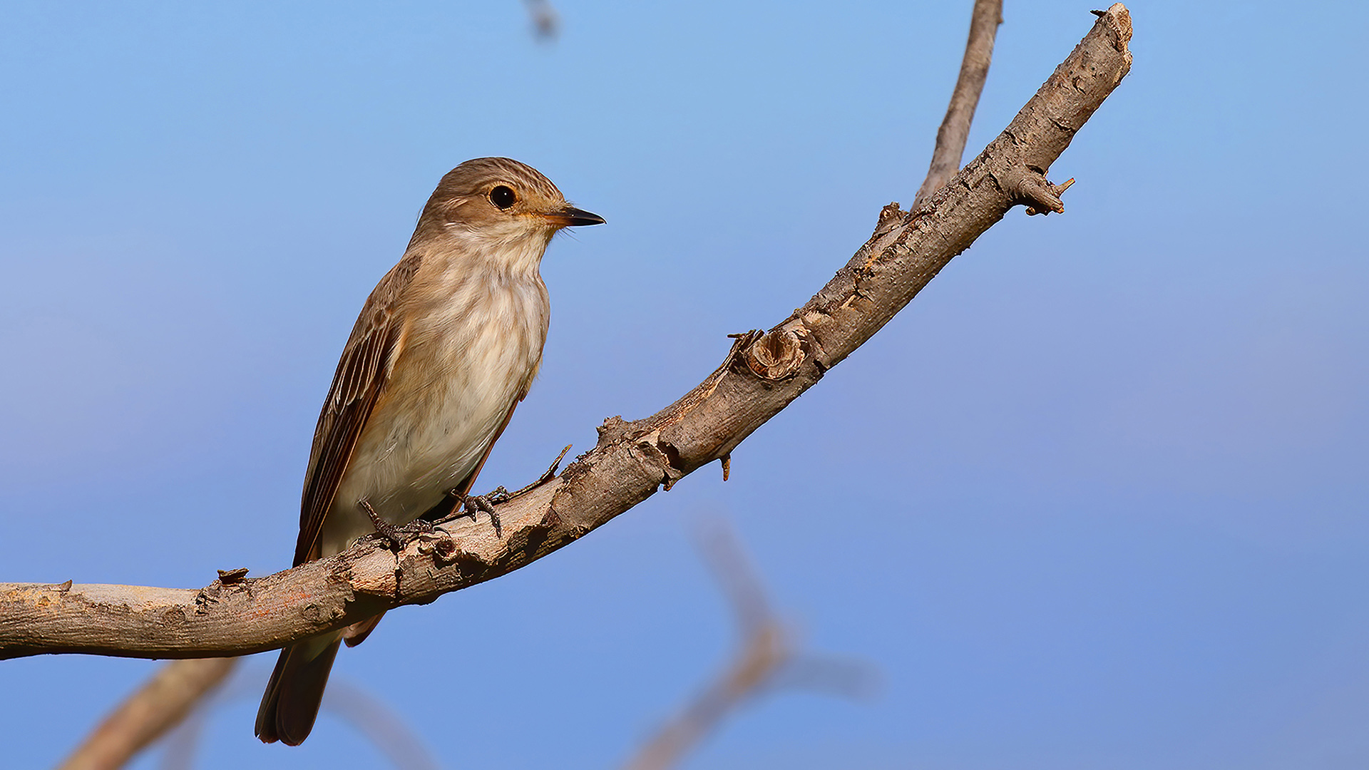 Spotted Flycatcher — Ana fotoğraf