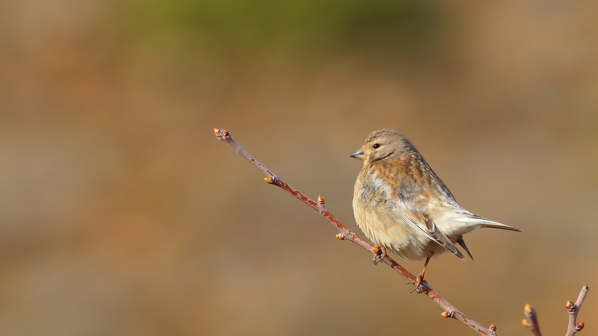Eurasian Linnet