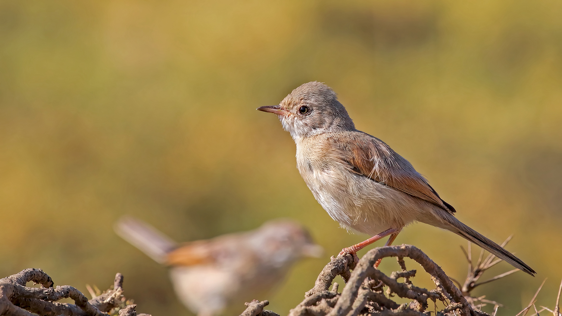 Spectacled Warbler