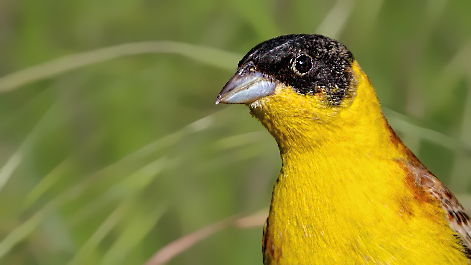 Black-headed Bunting