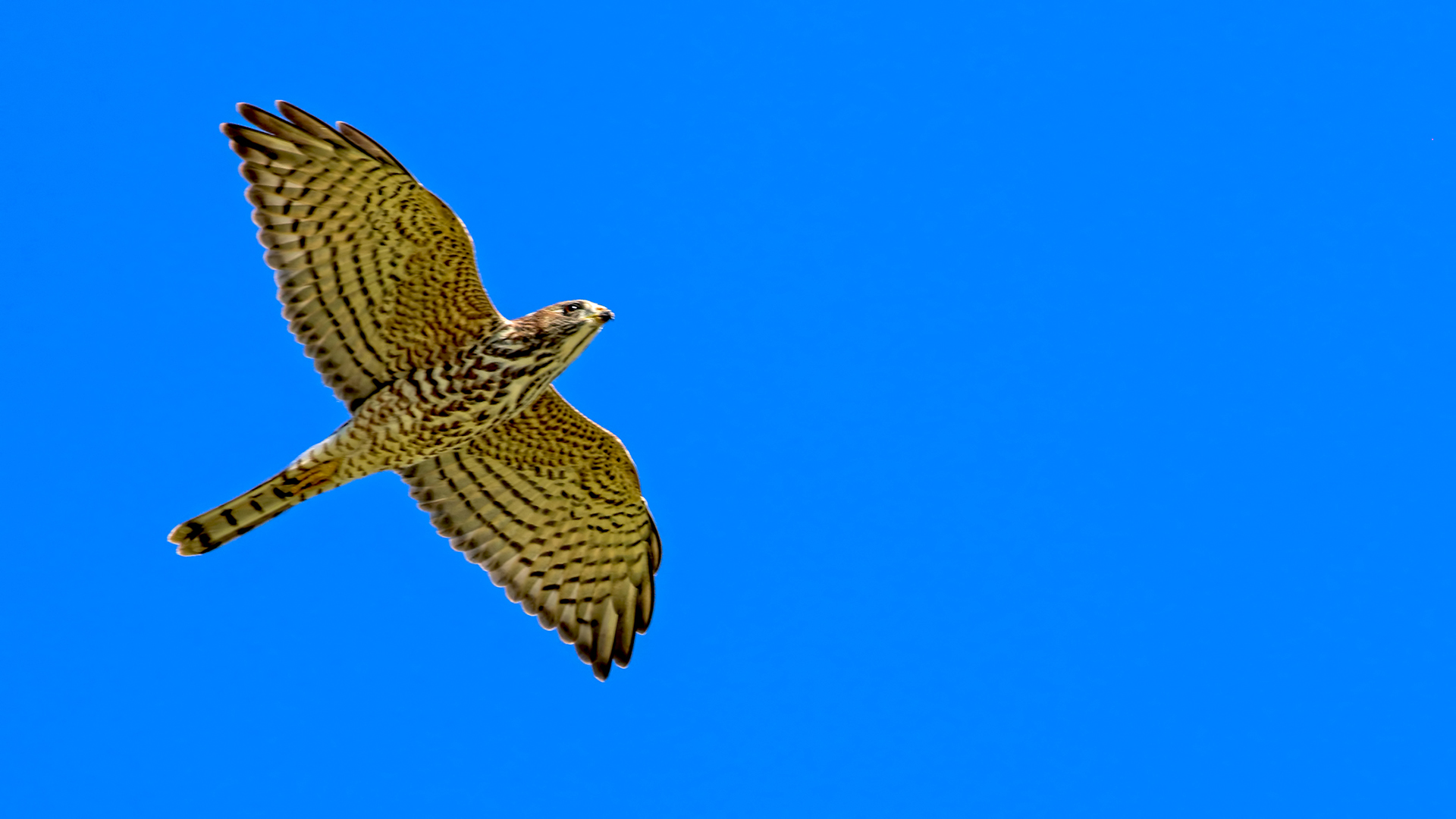 Levant Sparrowhawk