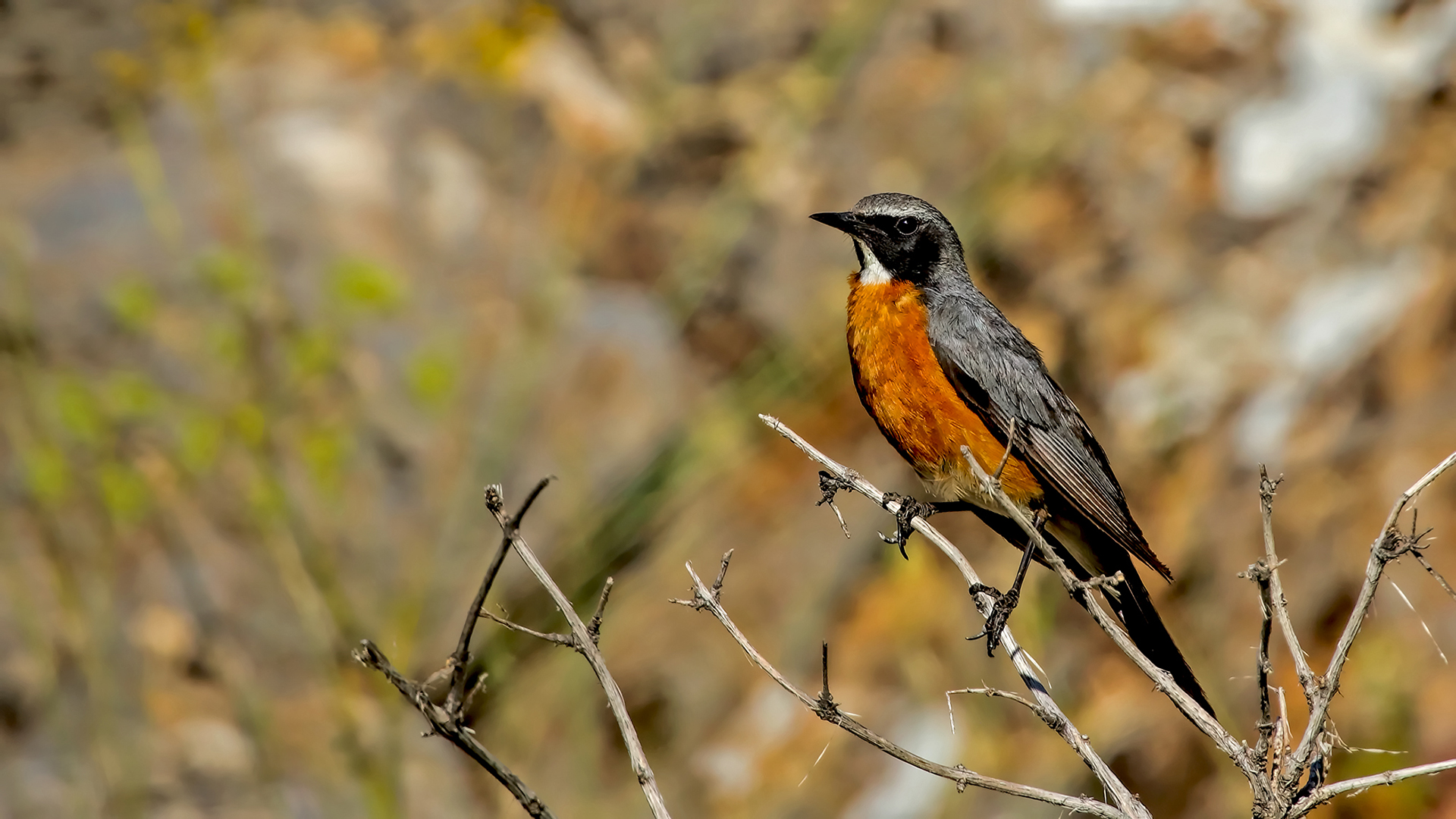 White-throated Robin