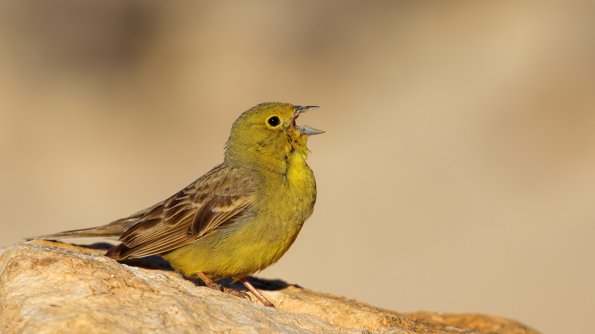 Cinereous Bunting