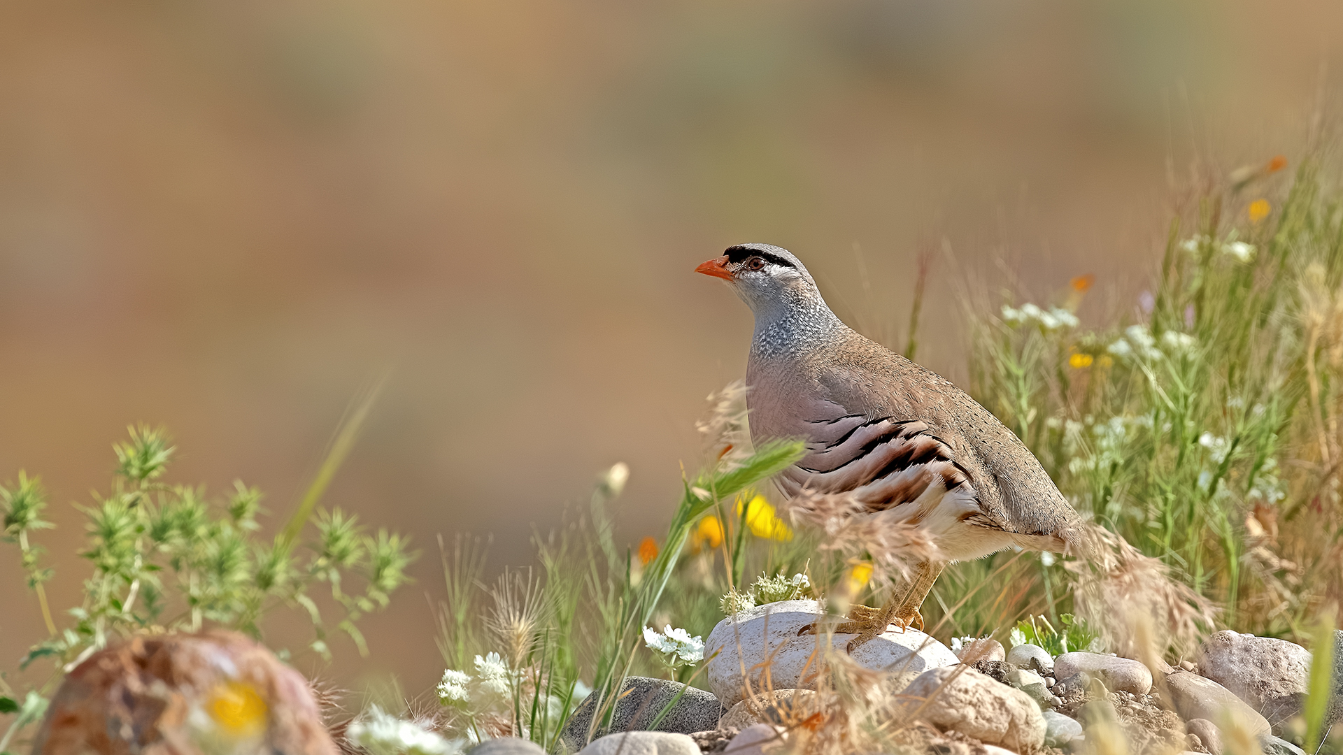 See-see Partridge